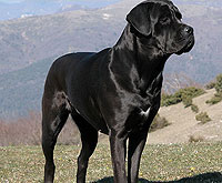 The Cane Corso Italiano – Beloved Dog of Italy