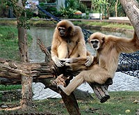 Do Monkeys Make Good Pets?