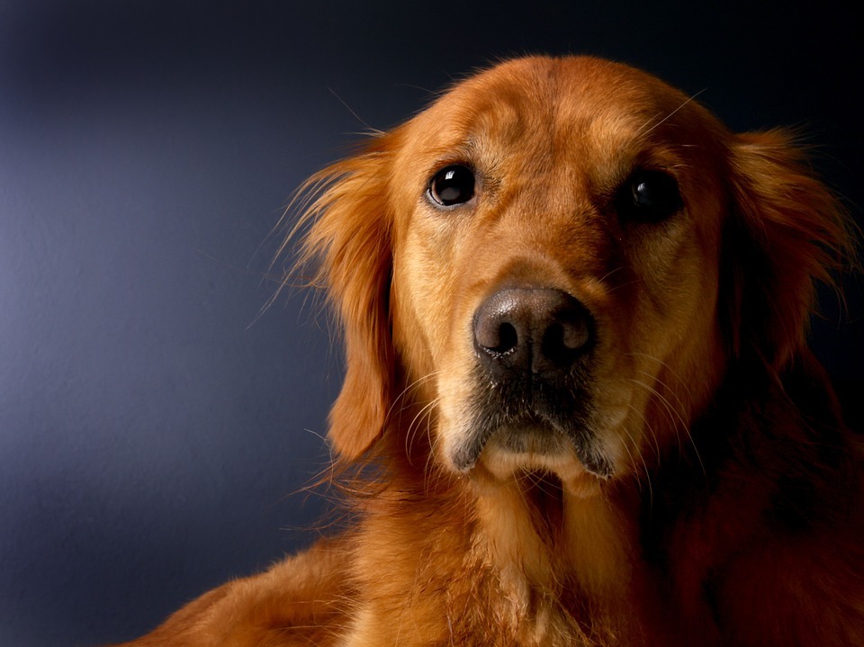 The History of the Golden Retriever 2
