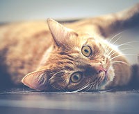 Know About the Most Popular Cat Breeds in the U.S.