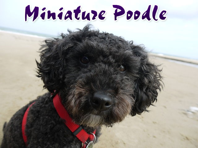 Miniature-Poodle