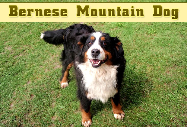 Bernese-Mountain-Dog