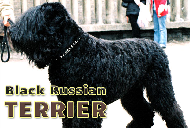 Dog Breeds Black Russian Terrier