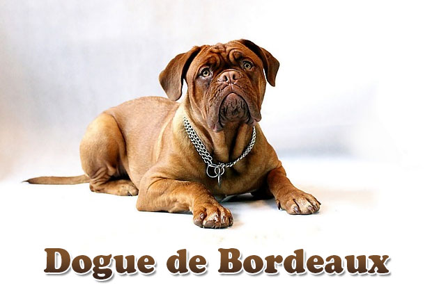 Dogue-de-Bordeaux