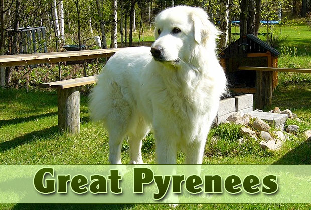 Great-Pyrenees