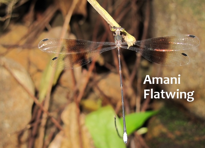 Amani flatwing