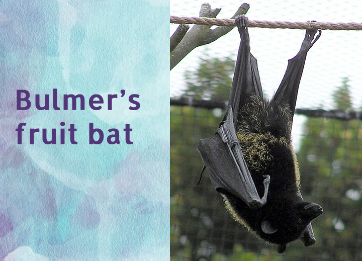 Bulmer’s fruit bat