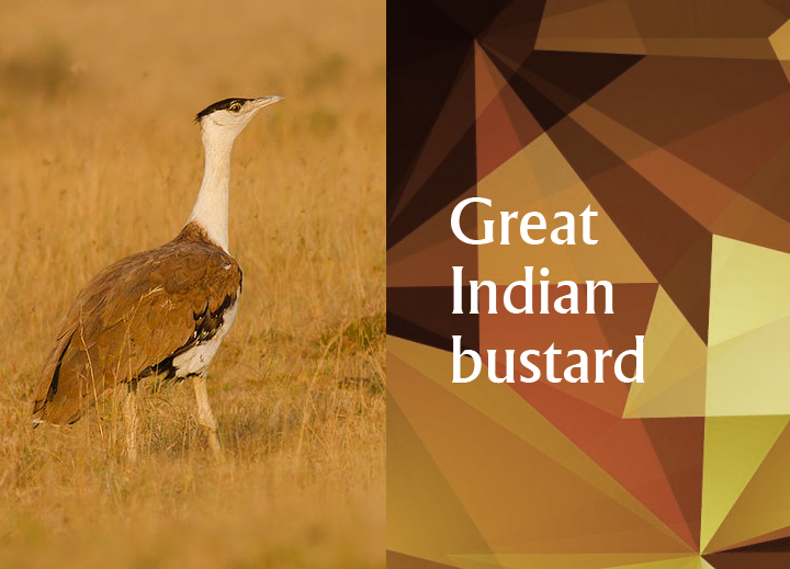 Great Indian bustard