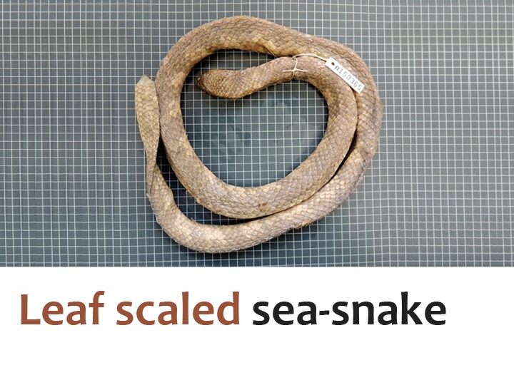Leaf scaled sea snake