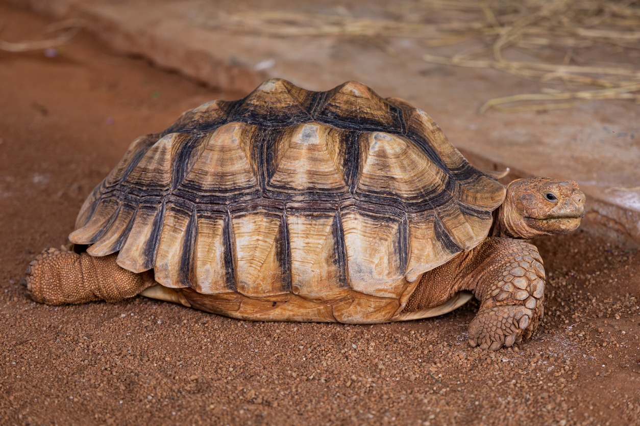 Ploughshare Tortoise