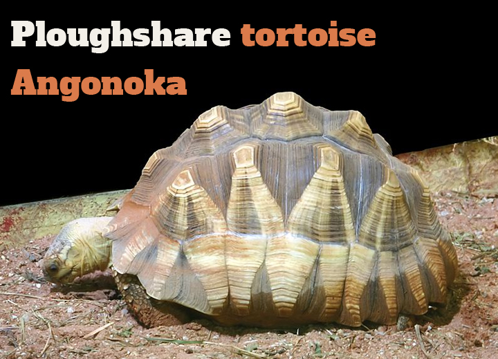 Ploughshare tortoise Angonoka