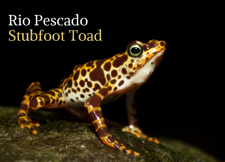 Rio Pescado stubfoot toad