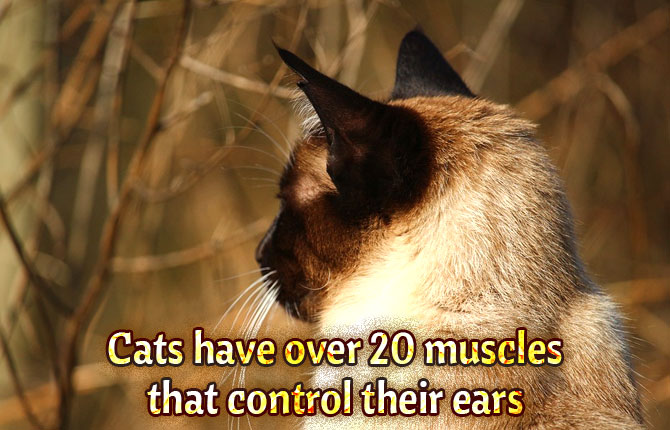 20-muscles-ears