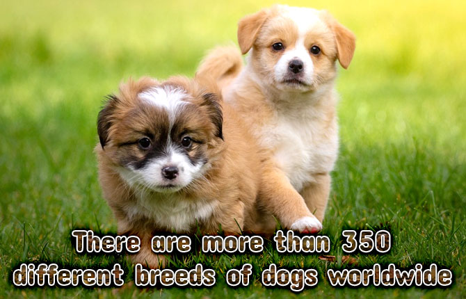 350-different-dogs-breeds