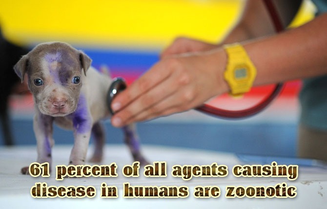 61-percent-of-all-agents-causing-disease-in-humans-are-zoonotic