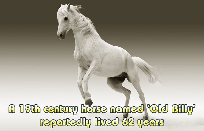 A-19th-century-Old-Billy-lived-62-years