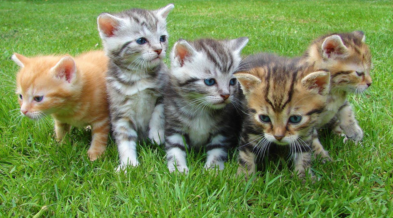 A Pack of Kittens is Called A Kindle