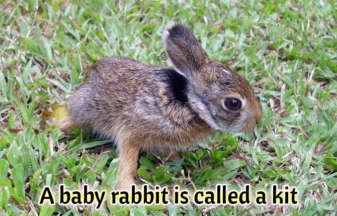 A baby rabbit is called a kit