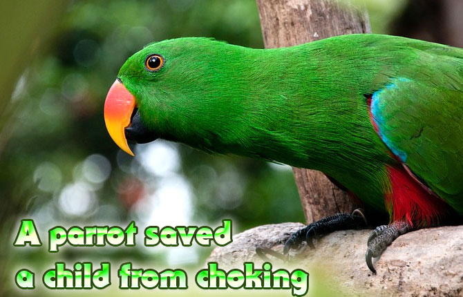 A-parrot-saved-a-child-from-choking