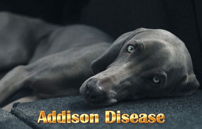 Addison-Disease