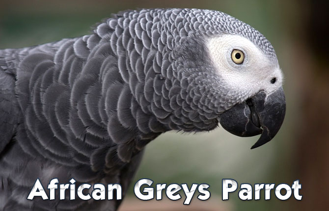African Greys Parrots