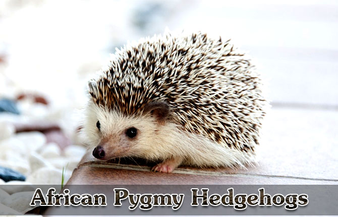 African-Pygmy-Hedgehogs
