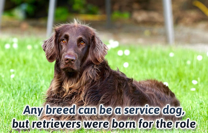 Any-breed-can-be-a-service-dog