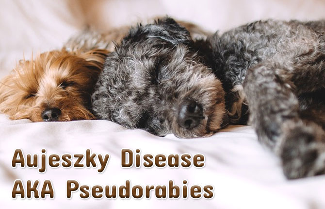 Aujeszky-Disease-AKA-Pseudorabies