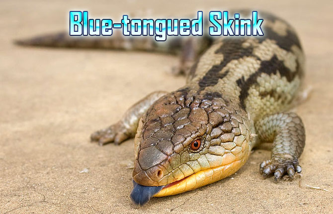 Blue-tongued-Skink