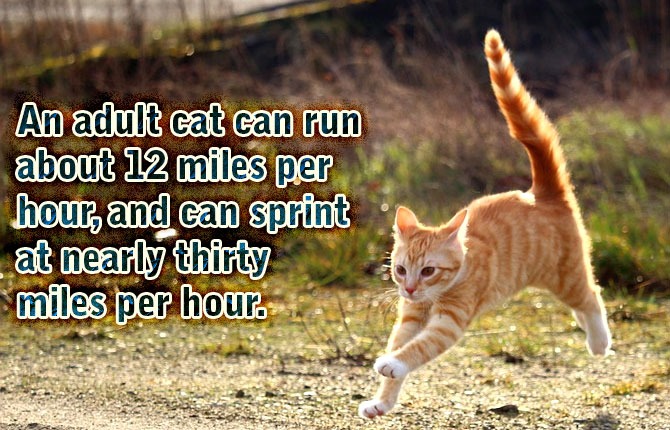 Cat-Running