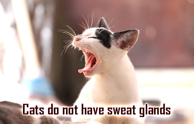 Cats-do-not-have-sweat-glands