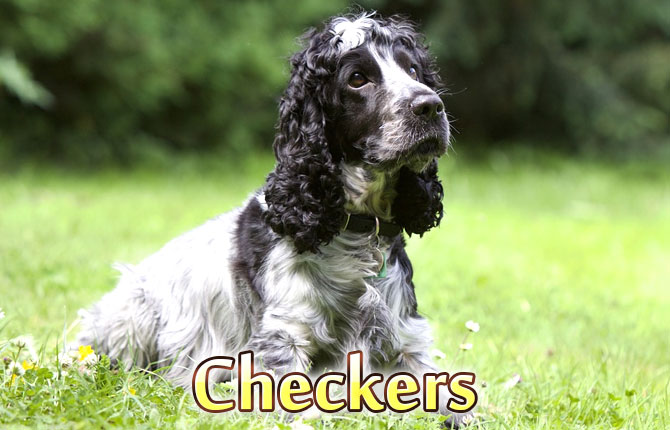 Famous dogs - Checkers