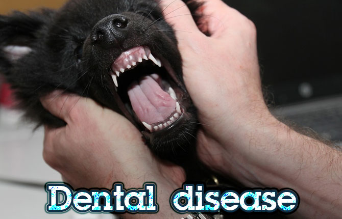 Dental-disease