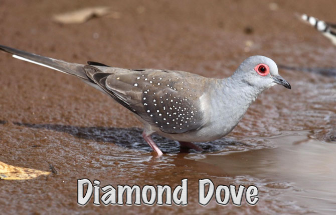 Diamond-dove