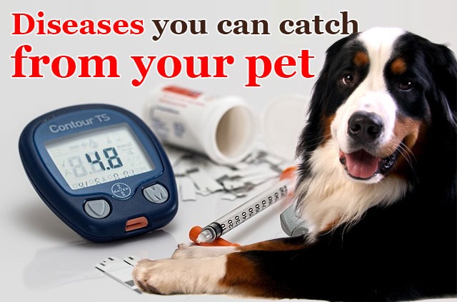 Diseases you can catch from your pet