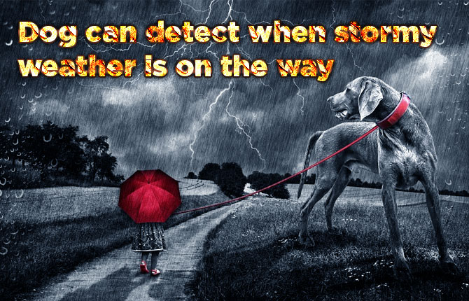 Dog-can-detect-stormy-weather