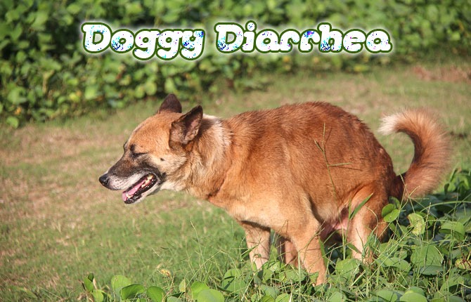 Doggy-Diarrhea