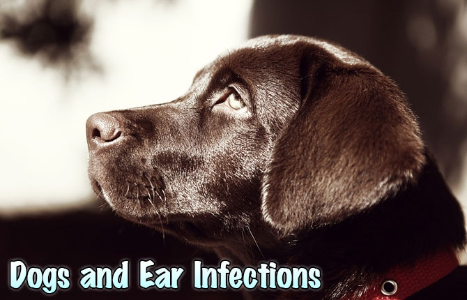 Dogs-and-Ear-Infections