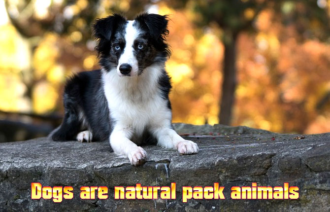 Dogs-are-natural-pack-animals