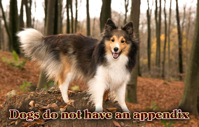 Dogs-do-not-have-an-appendix