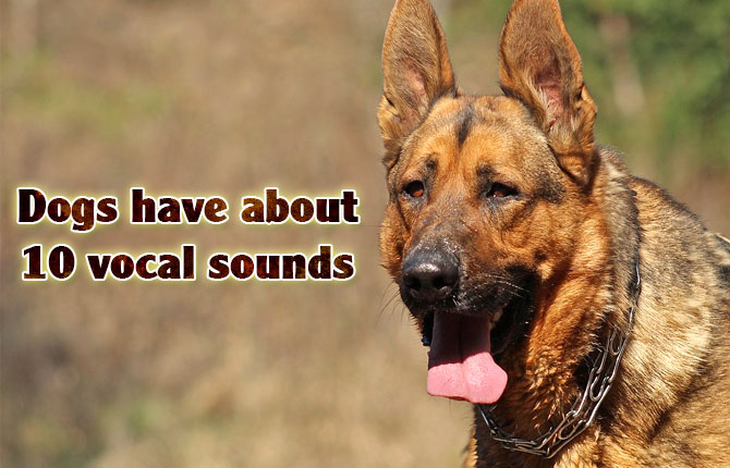 Dogs-vocal-sounds