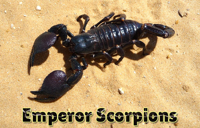 Emperor-Scorpions