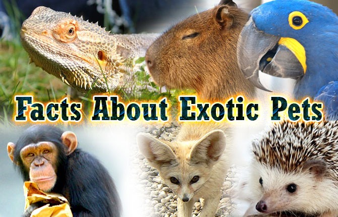 Facts About Exotic Pets