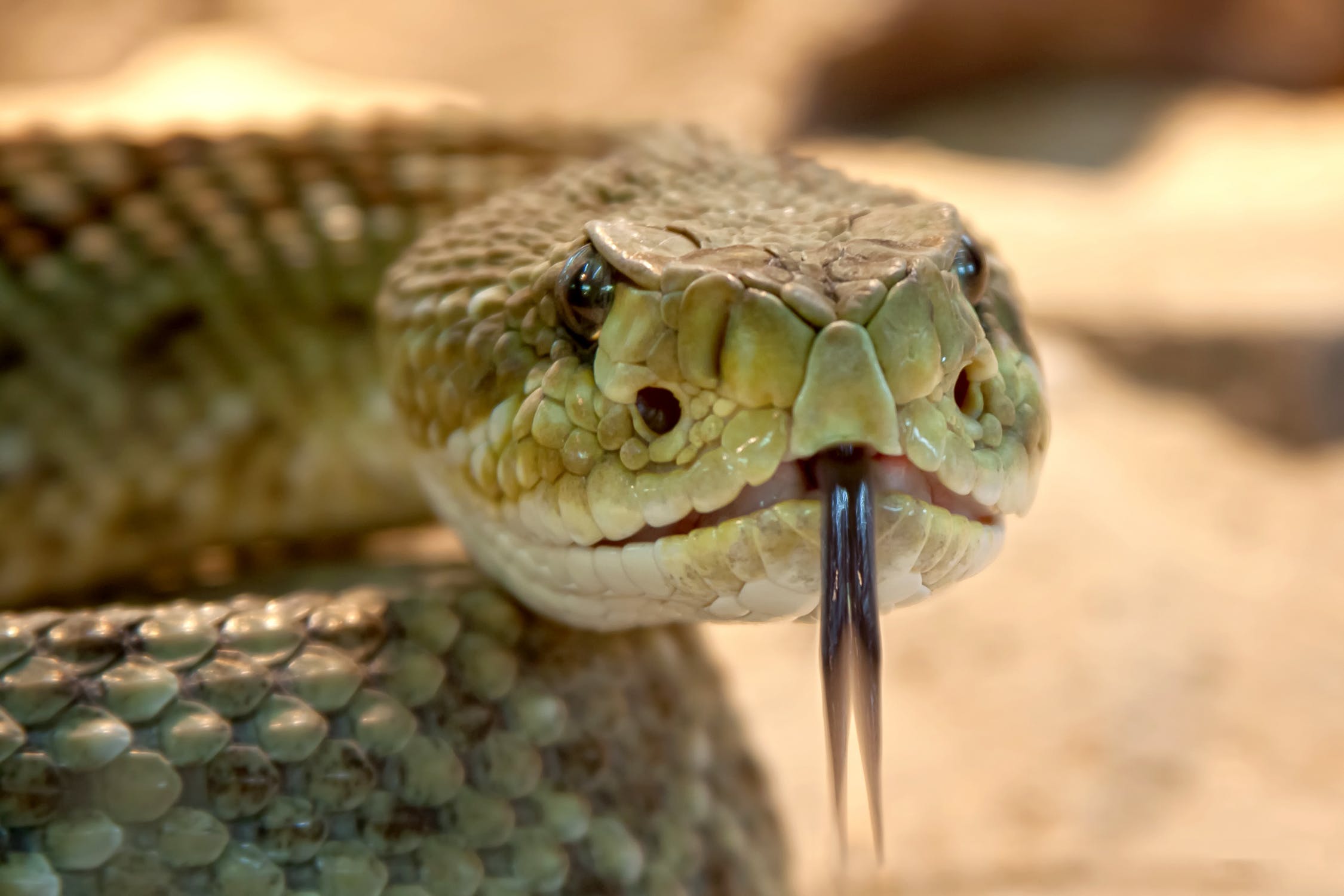 Facts About Snakes