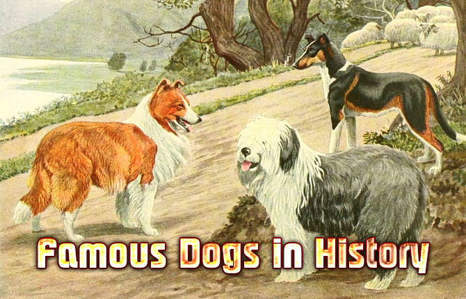 Famous Dogs in History