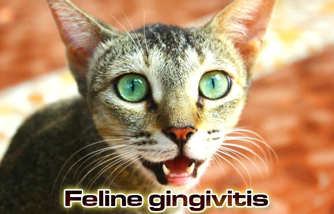 Feline-gingivitis