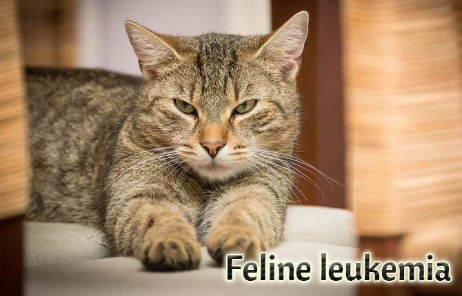 Feline-leukemia