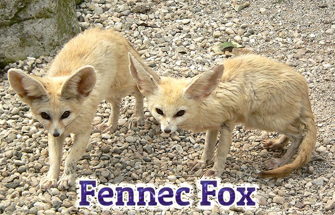 Fennec-Fox