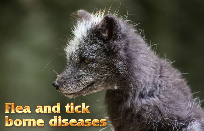 Flea-and-tick-borne-diseases