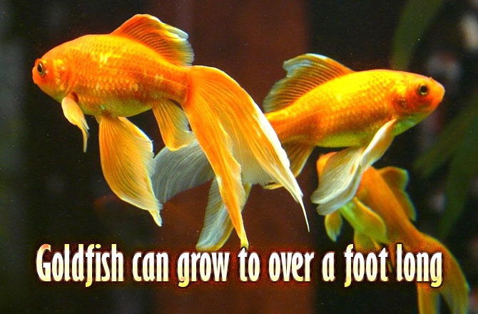 Goldfish-can-grow-to-over-a-foot-long